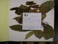 Herbarium sample